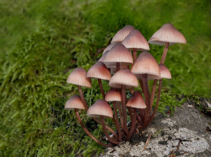 Мицена рене