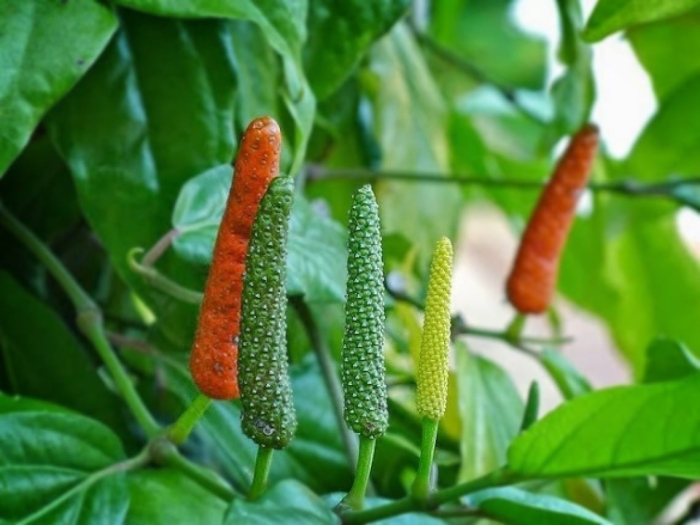 Пиппали перец длинный индийский