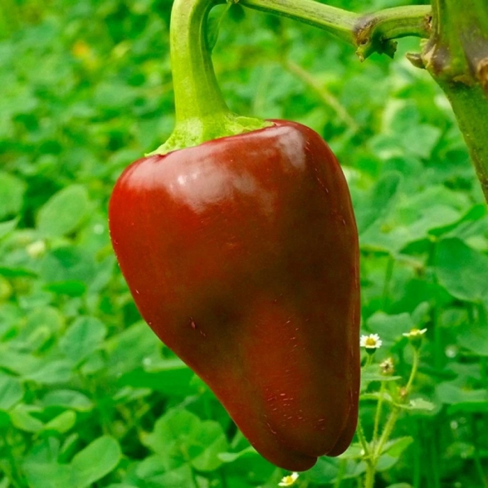 Pimiento перец