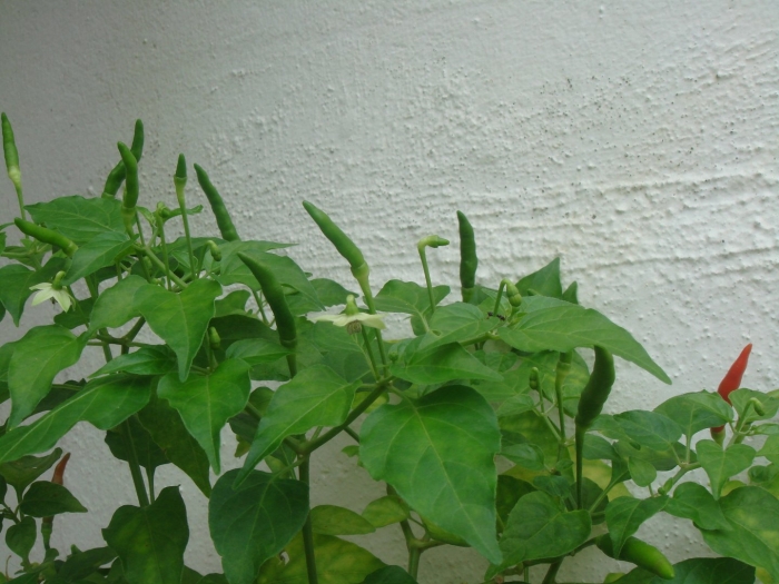 Растение перец