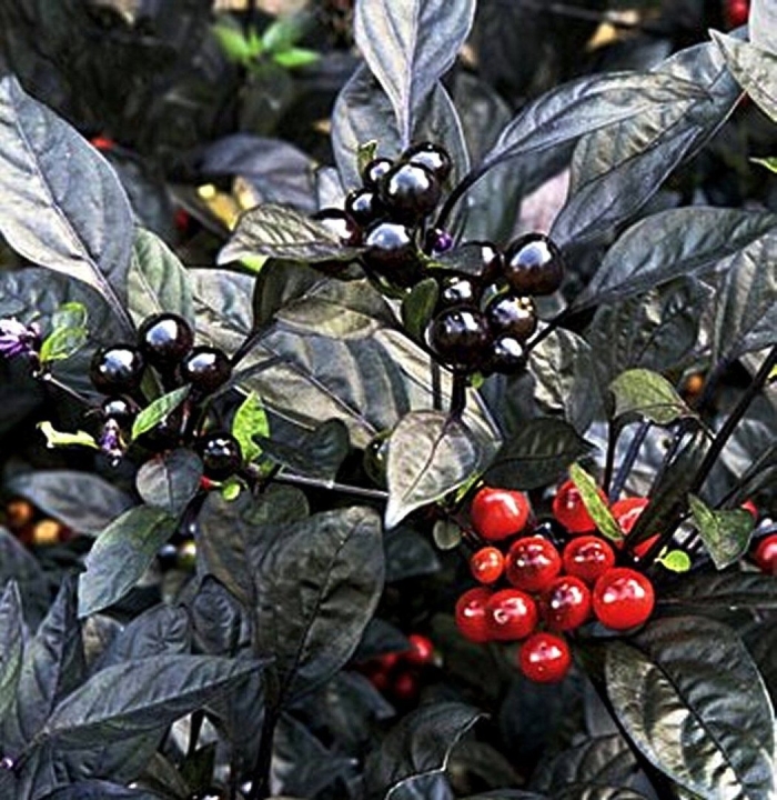 Перец острый черная жемчужина