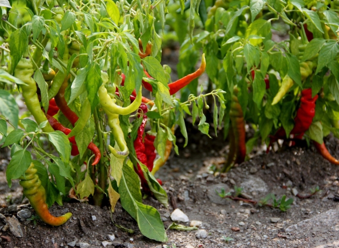 Перец чили стручковый острый куст