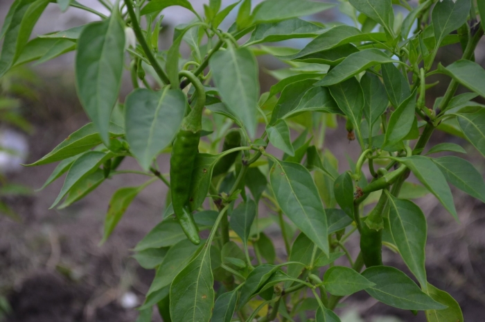 Куст перца