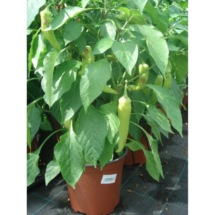 Сорта перца