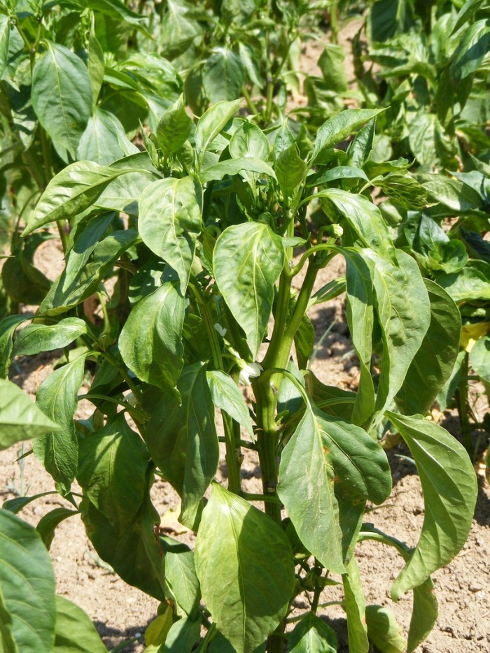 Болгарский перец растение