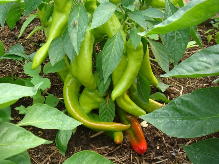 Урожайный сорт перца цицак