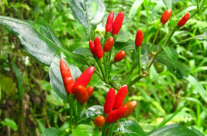 Змеевидный перец