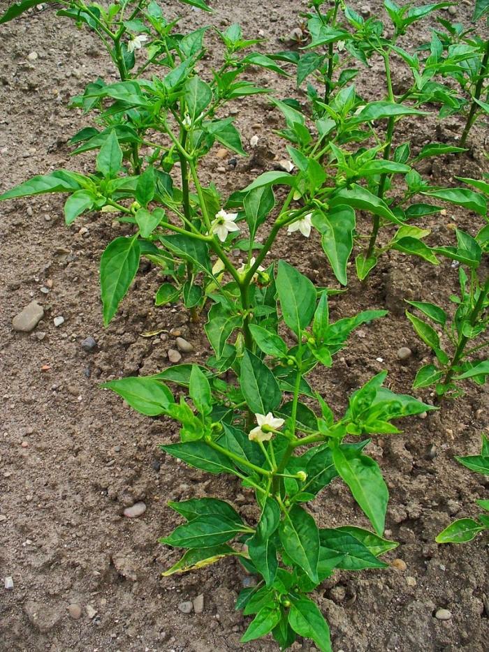Capsicum annuum