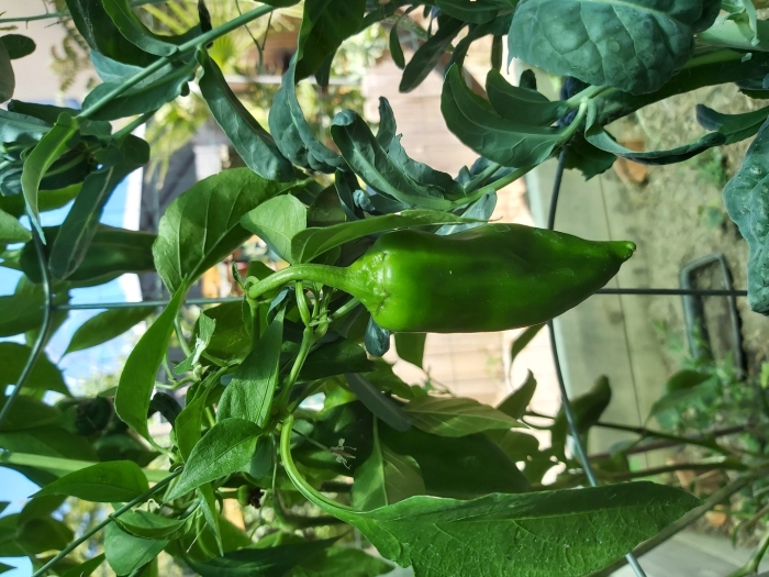 Перец халапеньо