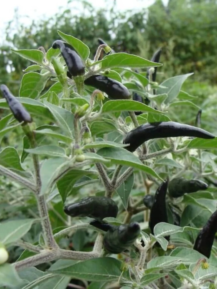 Острый перец черная кобра