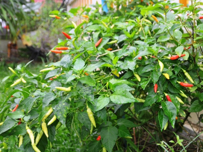 Перец острый комнатный