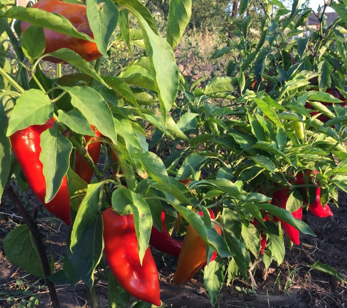 Перец сладкий атлант