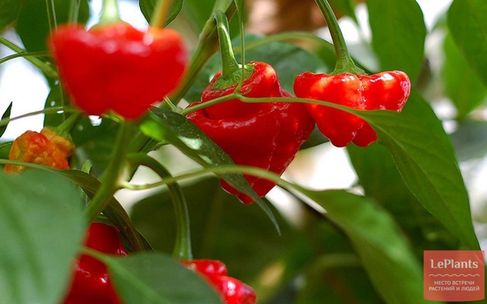 Перец колокольчик (scotch bonnet)