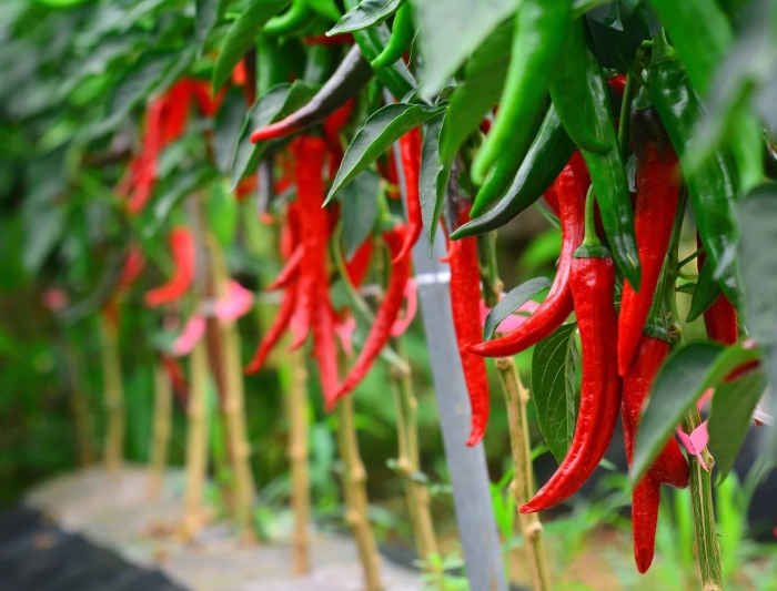 Перец чили растение