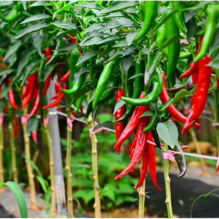 Перец острый дон педро