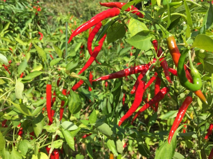 Кайенский перец куст