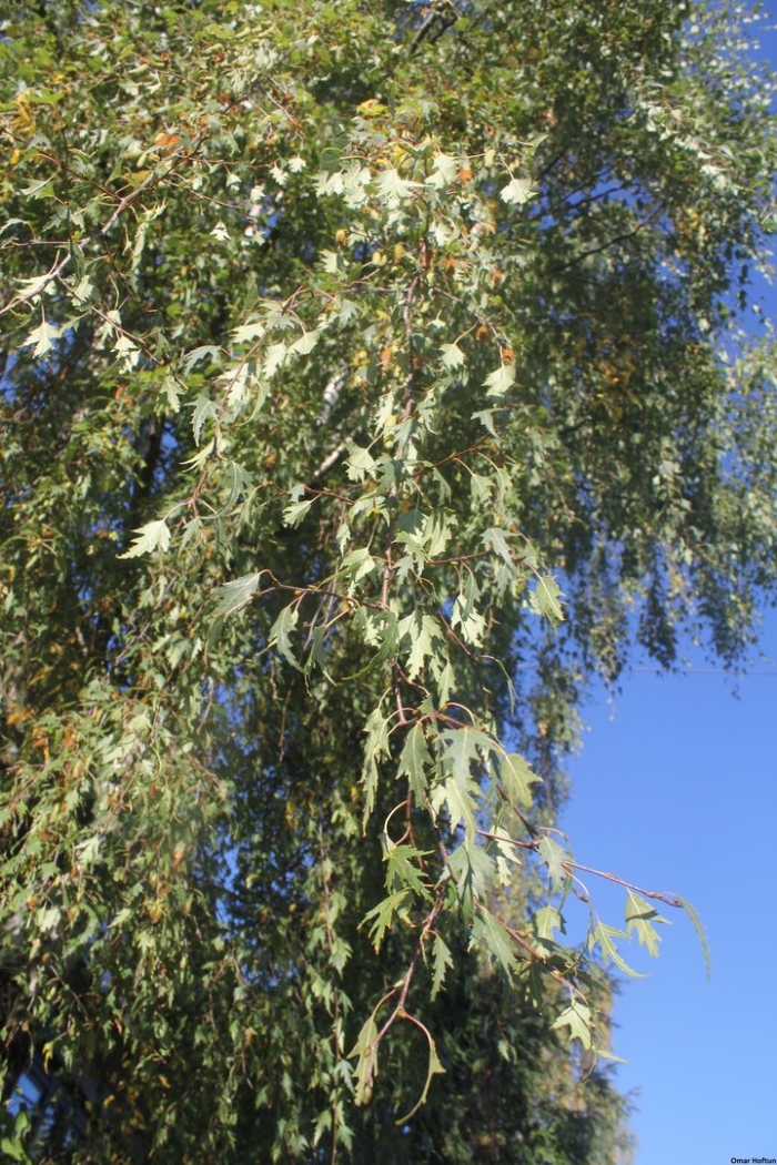 Береза повислая лациниата