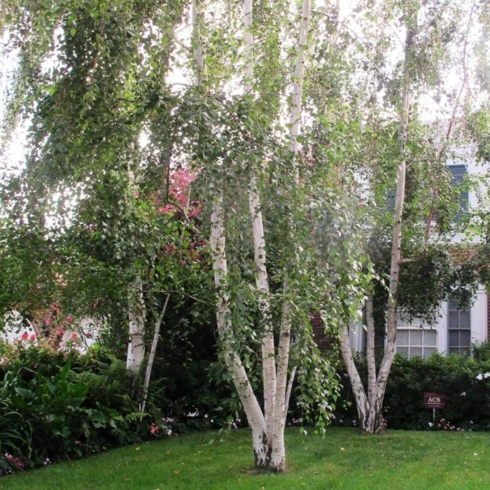 Береза повислая лонг транк