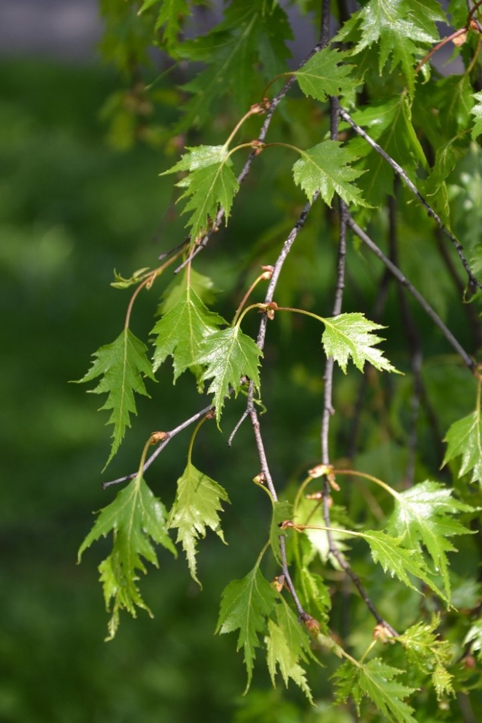 Береза повислая