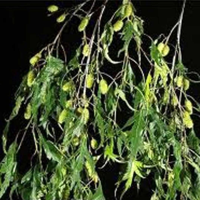 Береза повислая грацилис