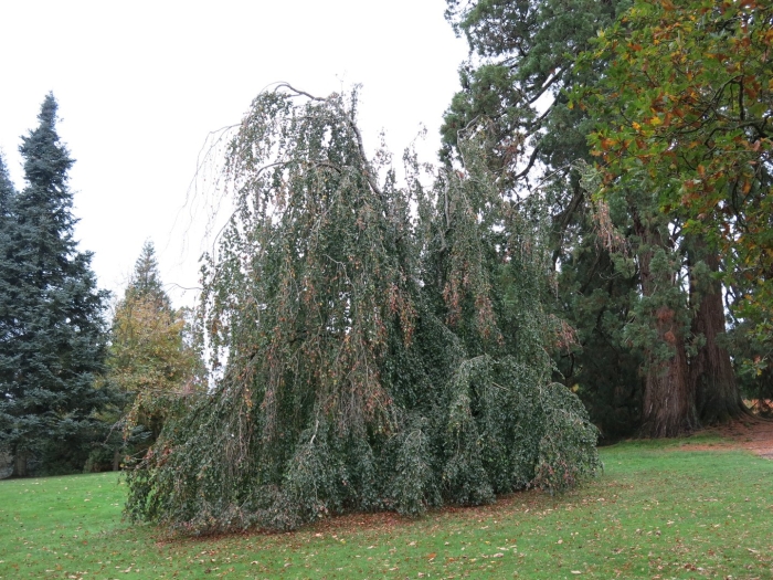 Fagus sylvatica pendula