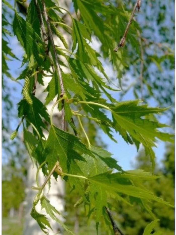 Береза повислая лациниата