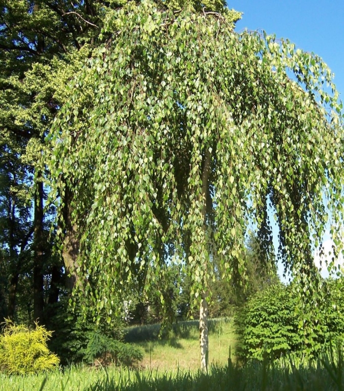 Береза повислая betula pendula