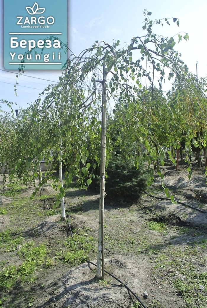 Береза повислая юнги