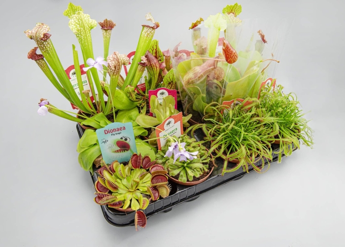 Дионея (мухоловка) микс