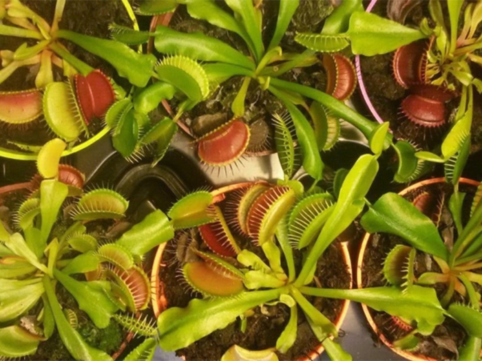 Венерина мухоловка