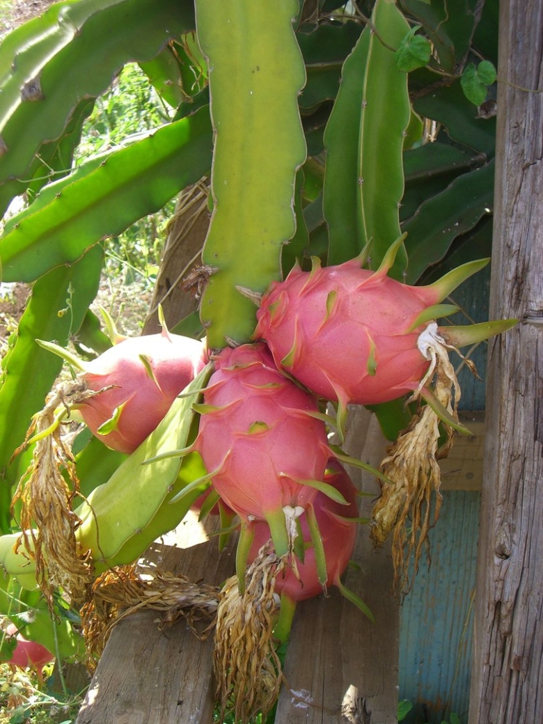 Питахайя дерево