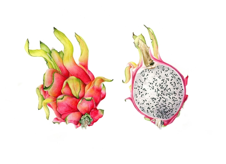 Драгон фрукт акварелью