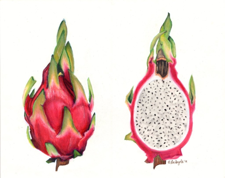 Драгон фрукт акварелью