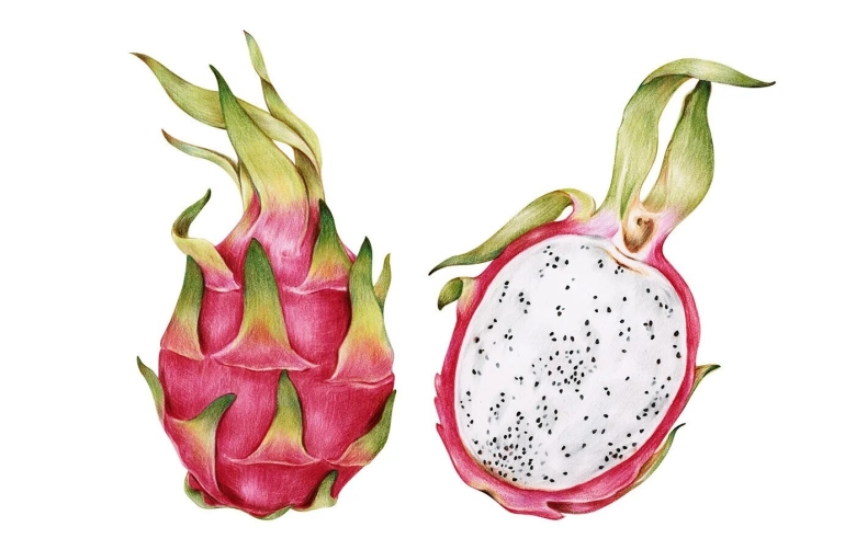 Питахайя ботаника