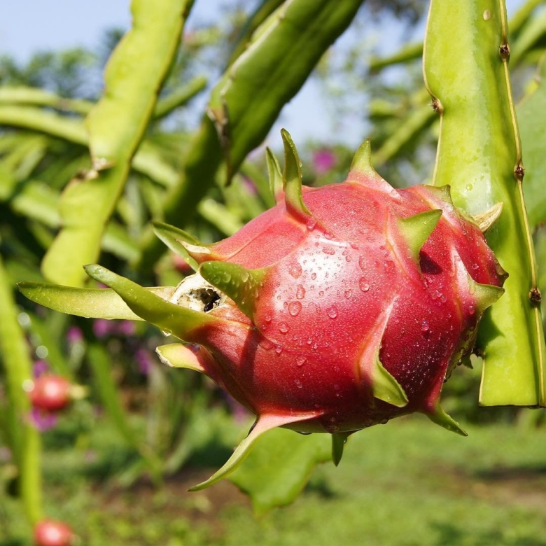 Роза питахайя роза