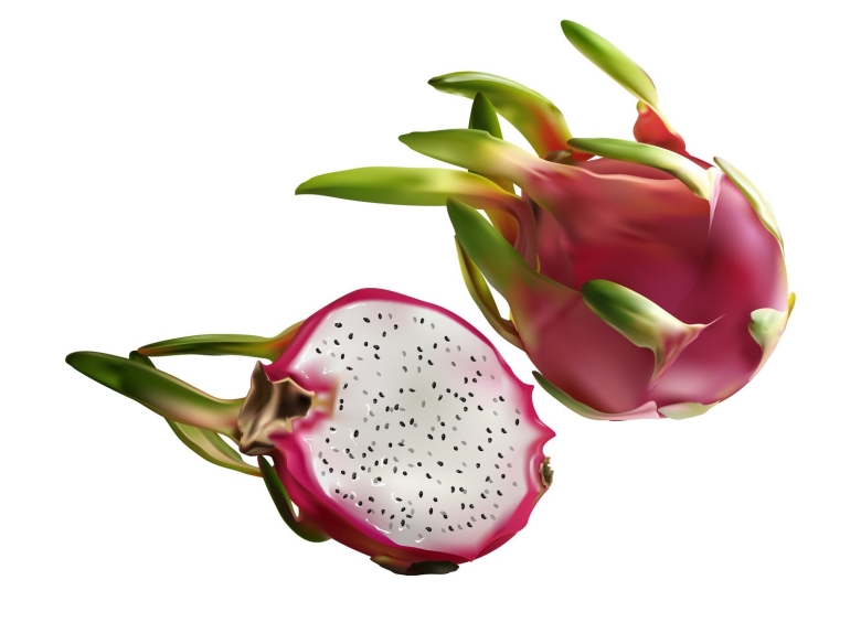 Драгон фрукт отростки