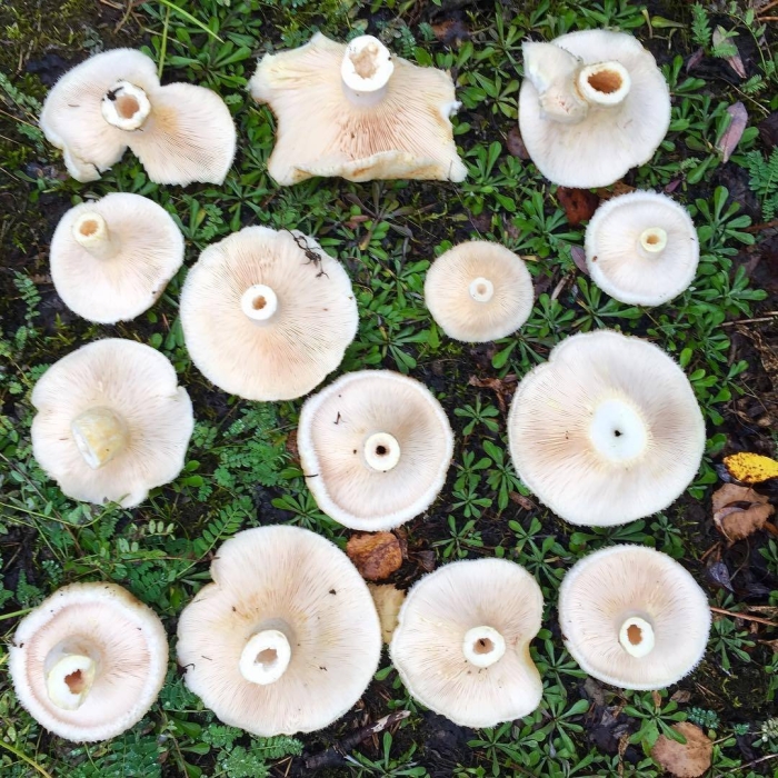 Гриб волнушка белая