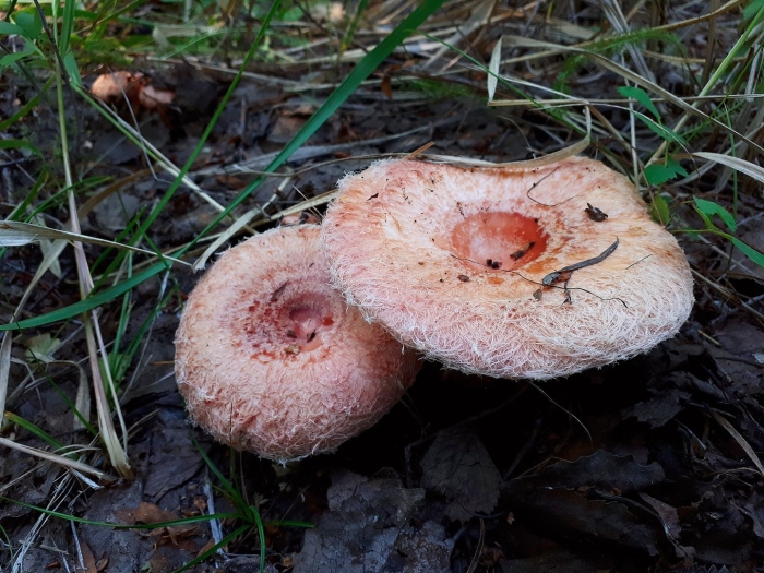 Млечник волнушка гриб