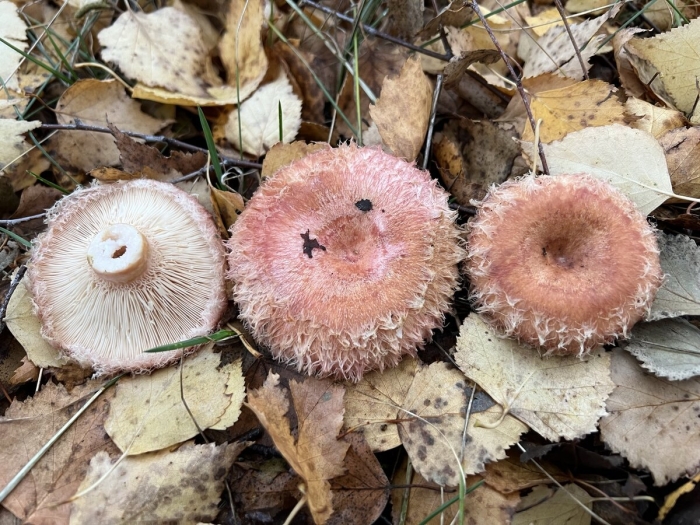 Волнушка гриб