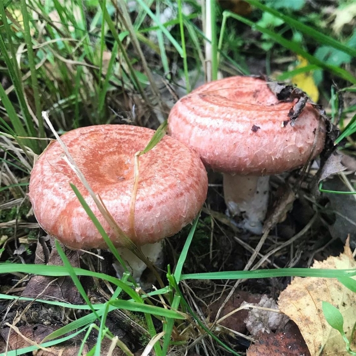 Подгруздок волнушка