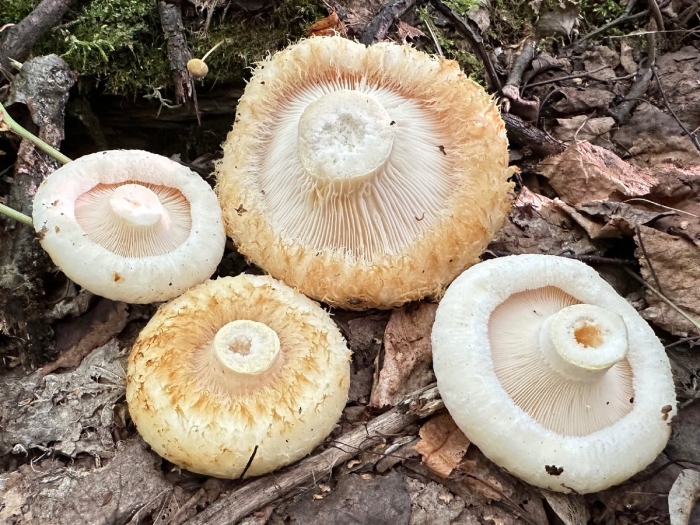 Грузди настоящие