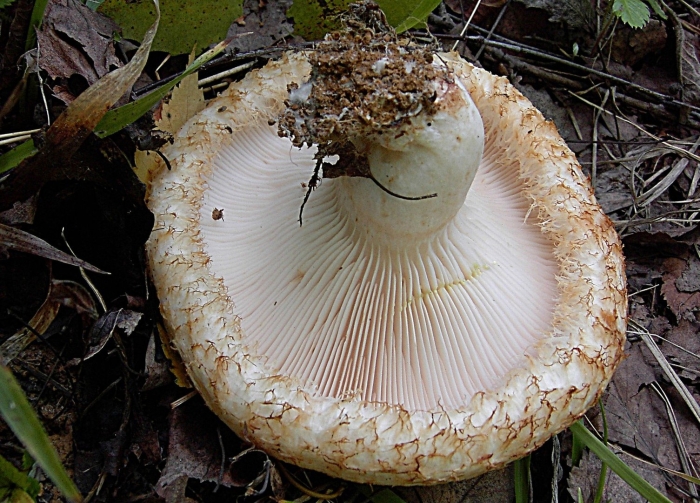 Груздь бахромистый lactarius citriolens