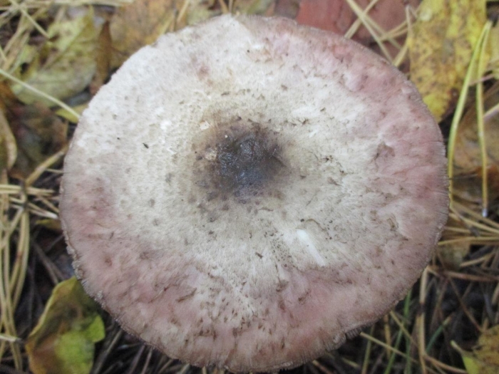 Шампиньон плоскошляпковый