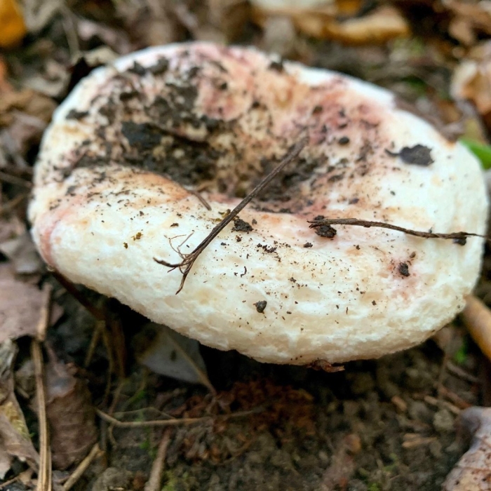 Осиновый груздь lactarius controversus