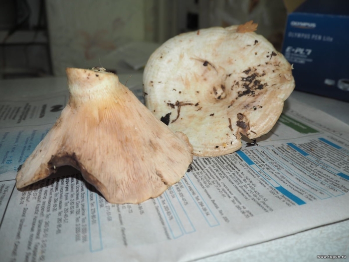 Подгруздок осиновый