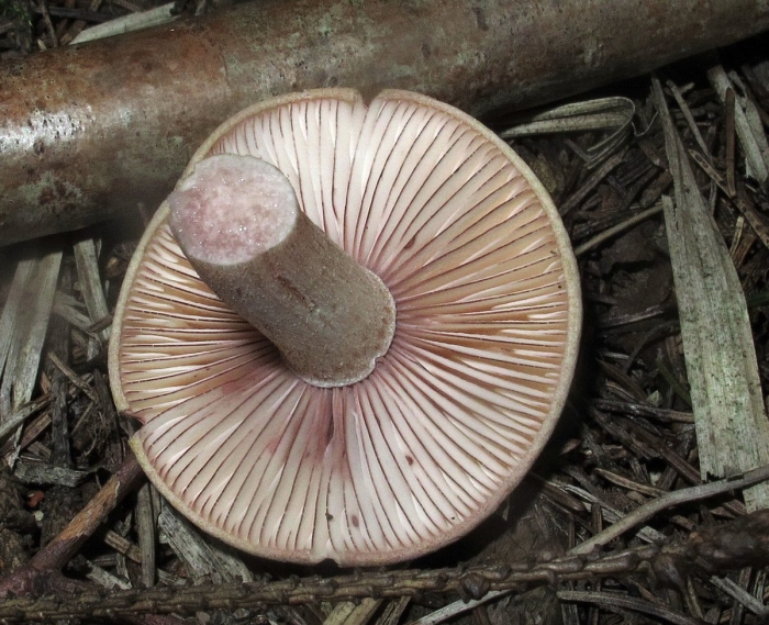 Lactarius sanguifluus