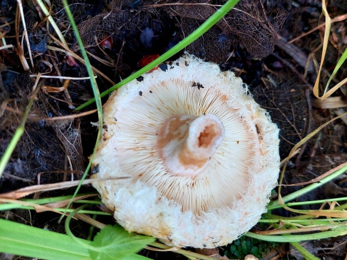 Волнушка белая белянка