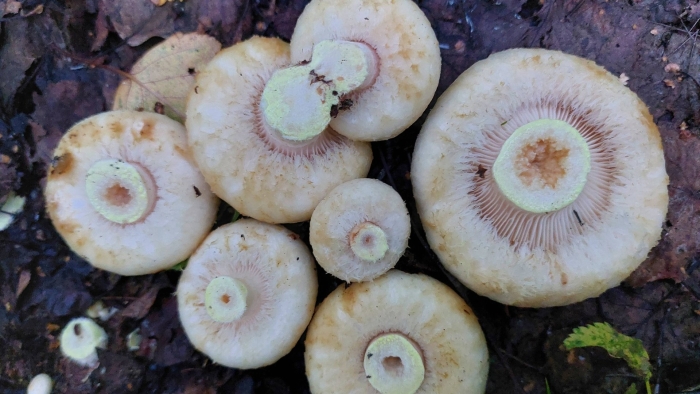 Lactarius citriolens