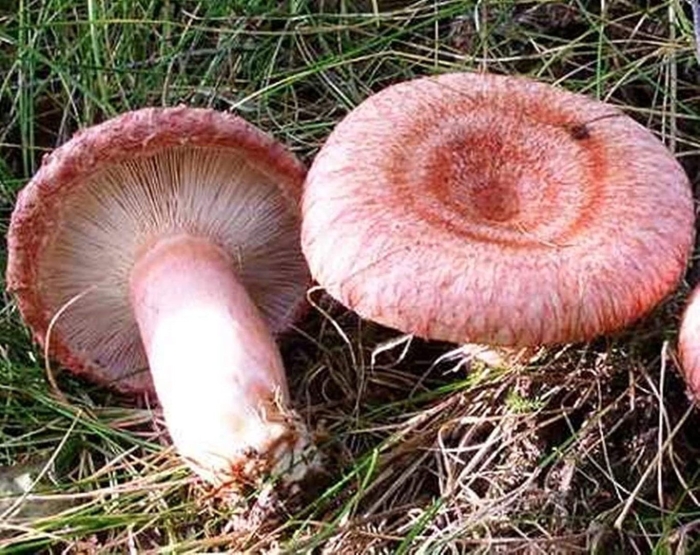 Гриб волнушка съедобный