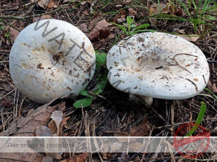 Груздь млечник белый